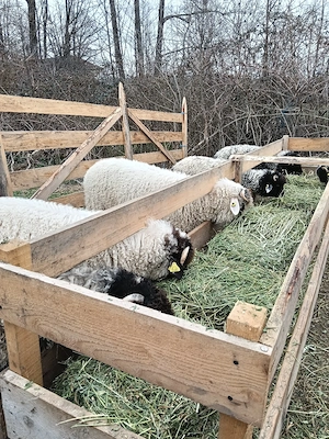 Miei de vanzare  - imagine 4