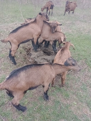 Tapisori alpina  franceza din parinti buni,ciuti genetic - imagine 2