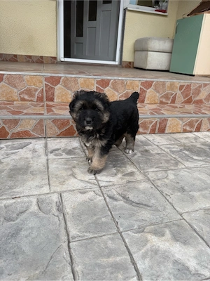 Ciobanesc metis - imagine 2