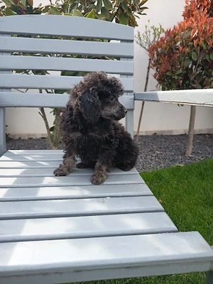 Pudel Negru Blue 12 sap 