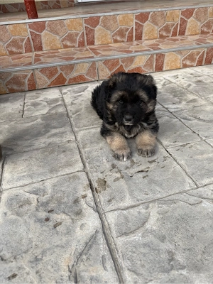 Ciobanesc metis - imagine 3