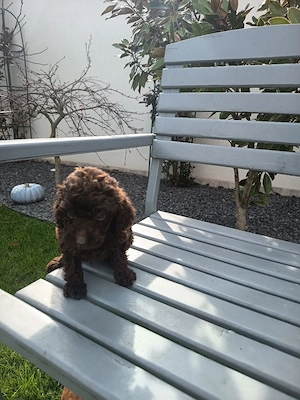 Pudel Ciocolatiu mascul !!! - imagine 2