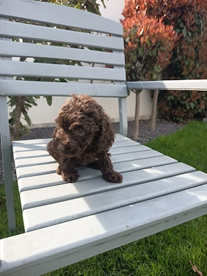 Pudel Ciocolatiu mascul !!!