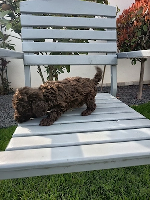 Pudel Ciocolatiu mascul !!! - imagine 3