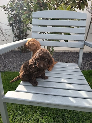 Pudel Ciocolatiu mascul !!! - imagine 4