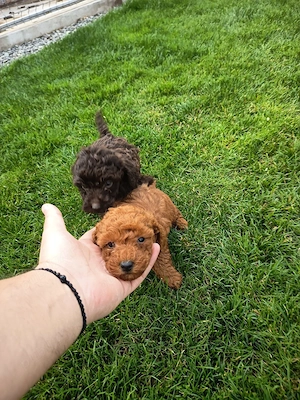 Vand Pudel Roscat si ciocolata 