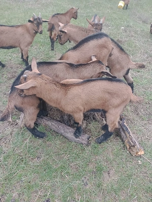 Tapisori alpina  franceza din parinti buni,ciuti genetic - imagine 3