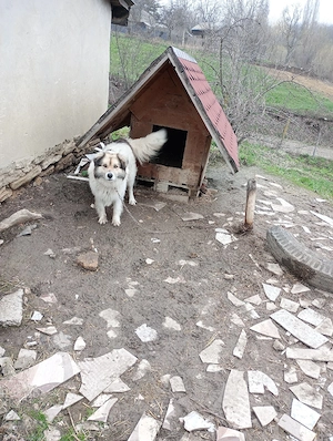 Caut stăpân responsabil si iubitor  - imagine 2