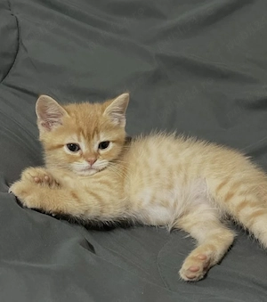 Siberiana de Pădure 