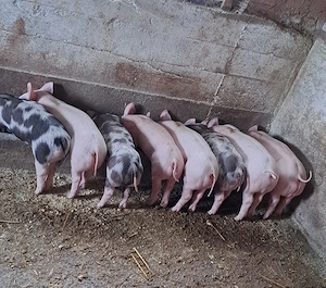 Vând purcei rasă de carne 