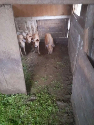 Vând purcei durog 30 40 kg 4 luni 600 de lei  - imagine 2