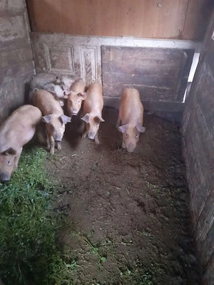 Vând purcei durog 30 40 kg 4 luni 600 de lei  - imagine 3