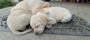 Labrador retriever 1 luna jumate