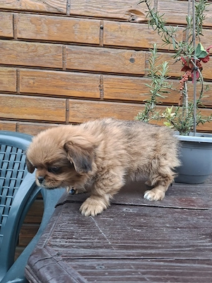 Pechinez mascul - imagine 3