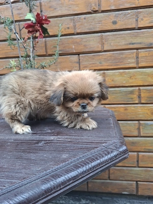 Pechinez mascul - imagine 4