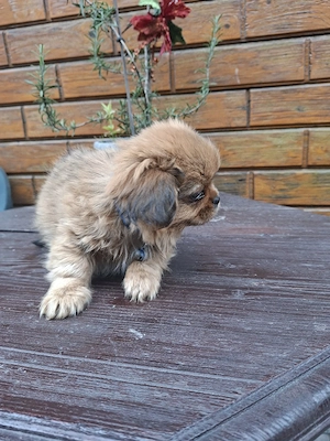 Pechinez mascul - imagine 5