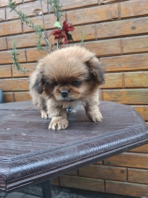 Pechinez mascul - imagine 2