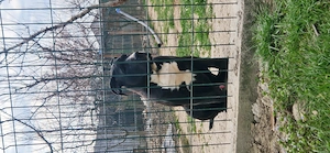 Presa canario mascul