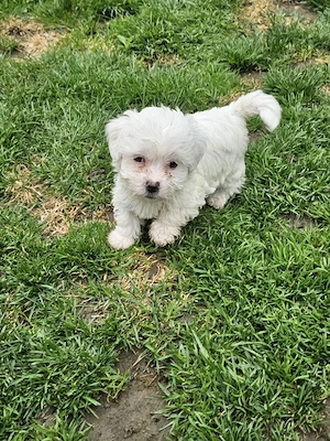 Vand Bichon Maltez - imagine 3