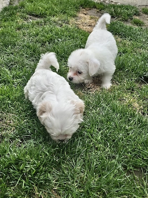 Vand Bichon Maltez - imagine 5