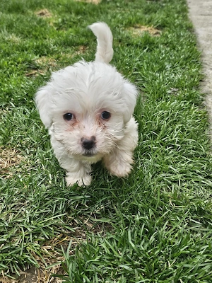 Vand Bichon Maltez - imagine 4