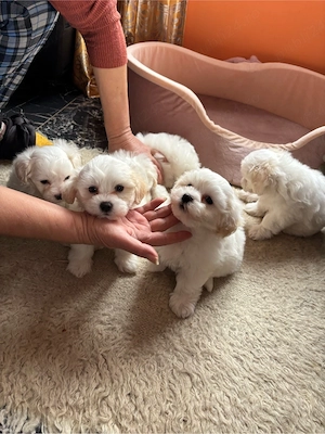 vand 5 cateii bichon havanez  - imagine 2