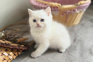 British Shorthair White 