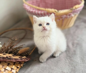 British Shorthair White 