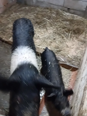 purceluși de vânzare  - imagine 3