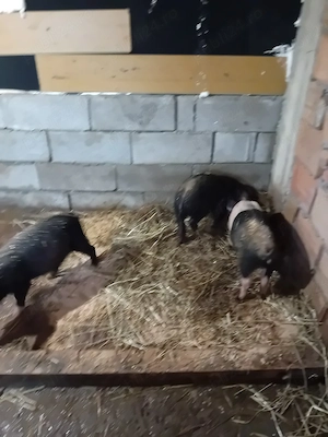 purceluși de vânzare  - imagine 2