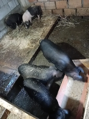 purceluși de vânzare  - imagine 4