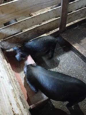 purceluși de vânzare  - imagine 5