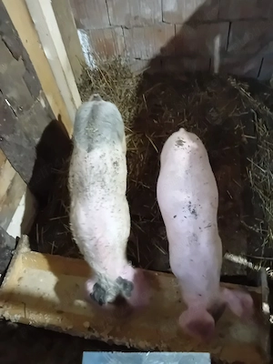 purceluși de vânzare 