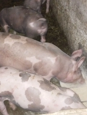 Purcei de vânzare 900 lei  buc