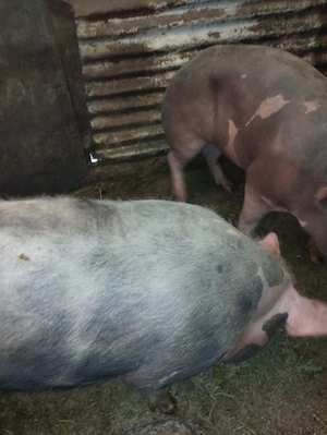 Porci de vânzare 17 lei kg - imagine 2