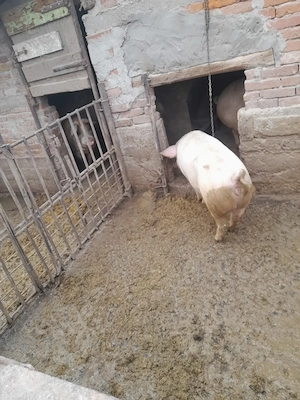 Vand porc 120--130 kg