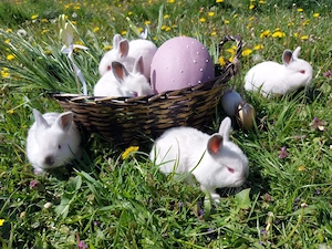 Iepurași de Paște! - imagine 2