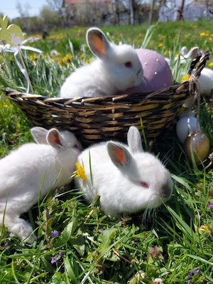 Iepurași de Paște! - imagine 5