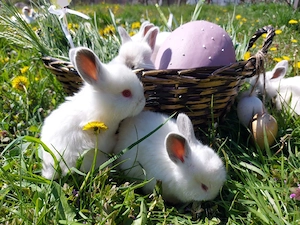 Iepurași de Paște!