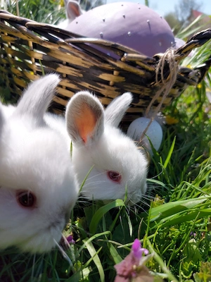 Iepurași de Paște! - imagine 3