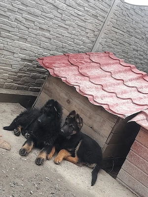 Ciobanesc german - imagine 2