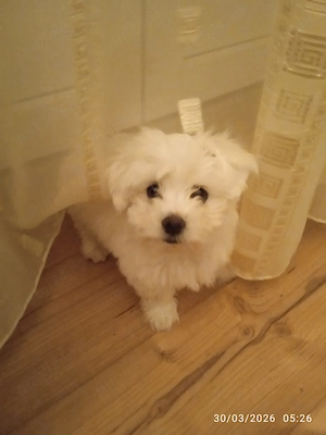 Vind pui bichon maltez alb, 3 luni, mascul - imagine 3