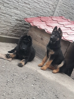 Ciobanesc german - imagine 5