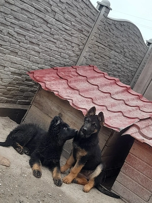 Ciobanesc german - imagine 3