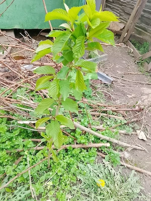 vand pomisor  - imagine 3