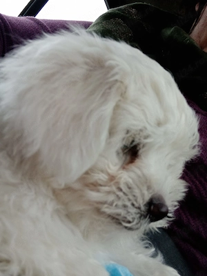 Vind pui bichon maltez alb, 3 luni, mascul - imagine 4