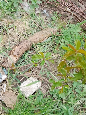 vand pomisor  - imagine 4