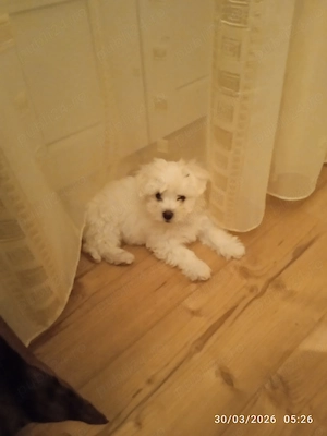 Vind pui bichon maltez alb, 3 luni, mascul - imagine 2