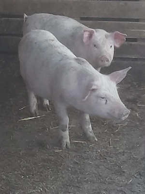 porc.      - imagine 3