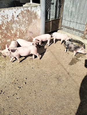 purcei de vânzare  - imagine 3